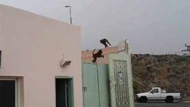 Photo of أزمة في السعودية بسبب "البابون".. القرود تقتحم المنازل وتهاجم المارة (فيديو)