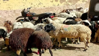 Photo of تخطت 200%.. قفزة أسعار الأضاحي خلال 8 سنوات