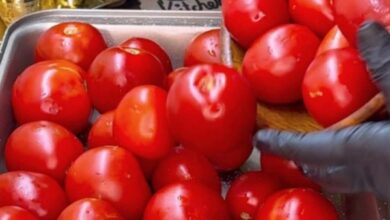 Photo of موعد ارتفاع أسعار الطماطم بالأسواق.. كم سيصل سعر الكيلو؟