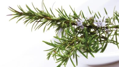 Photo of مستخلص إكليل الجبل يحارب التهاب الدماغ المصاحب لعلاج السرطان